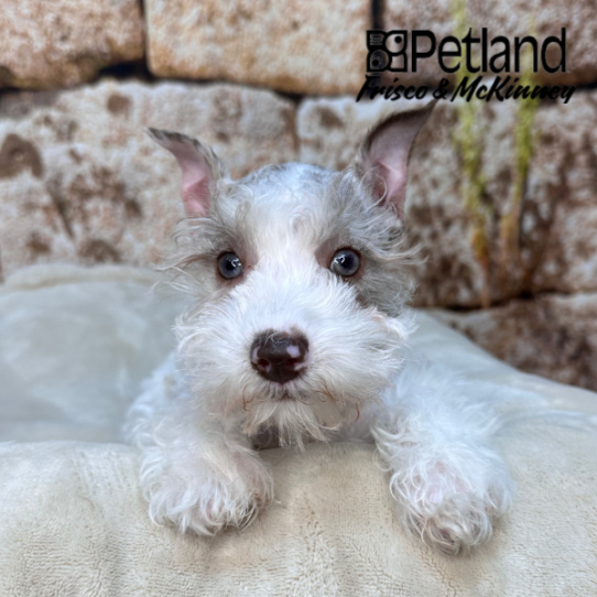 [#26347-04] Chocolate Merle F Miniature Schnauzer Puppies for Sale