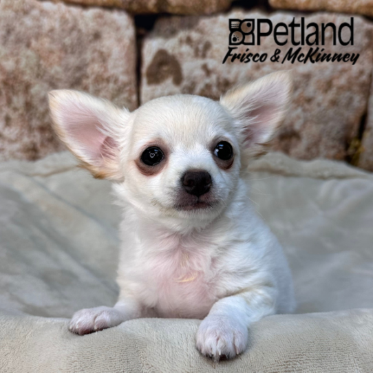 [#26355-02] White F Chihuahua Puppies for Sale