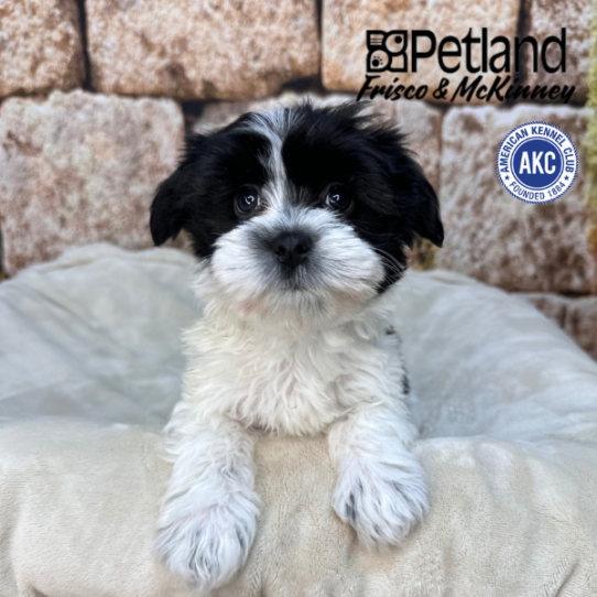 [#26591-05] Black / White F Havanese Puppies for Sale