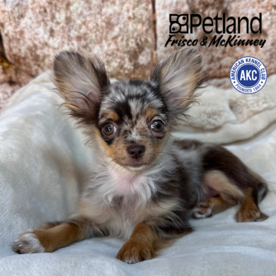 [#253202-04] Chocolate Merle / Tan F Chihuahua Puppies for Sale