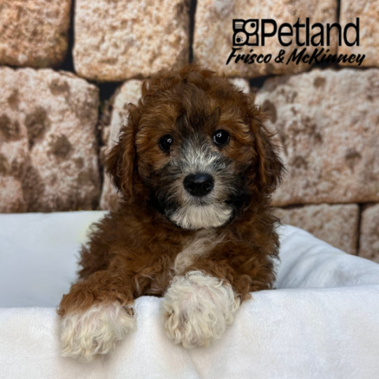 [#26143-02] M Poodle Mini Puppies for Sale