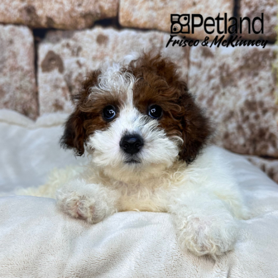 [#26143-04] F Poodle Mini Puppies for Sale