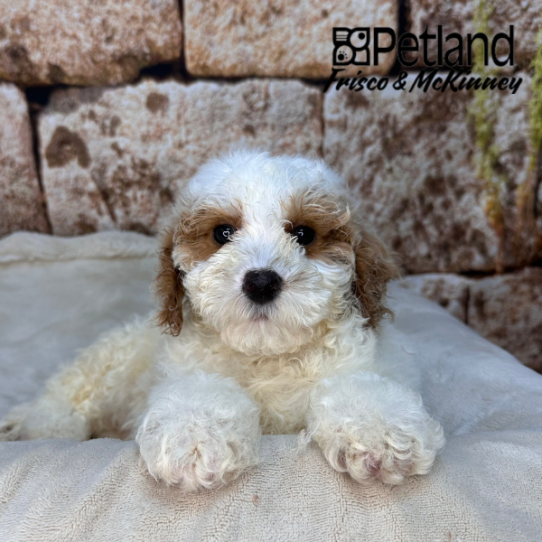 [#26143-03] M Poodle Mini Puppies for Sale