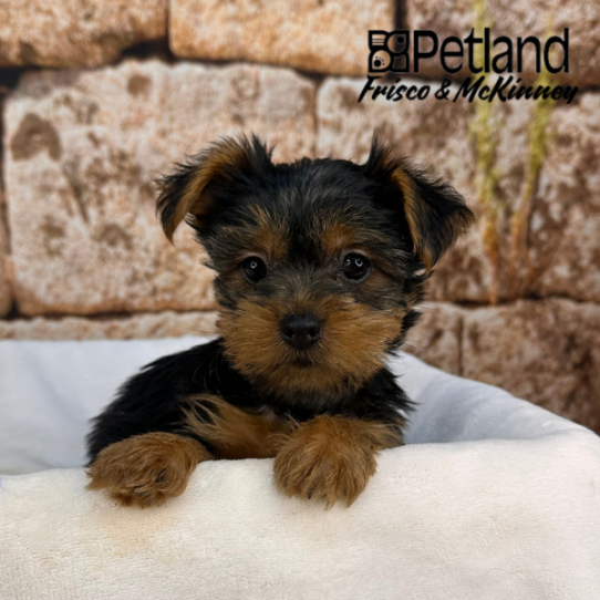 [#N00071] Black and Tan F Yorkshire Terrier Puppies for Sale