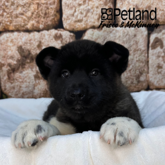[#26127-04] Brindle F Akita Puppies for Sale