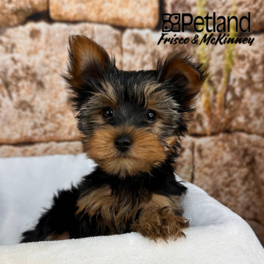 [#M17815] Black and Tan M Yorkshire Terrier Puppies for Sale