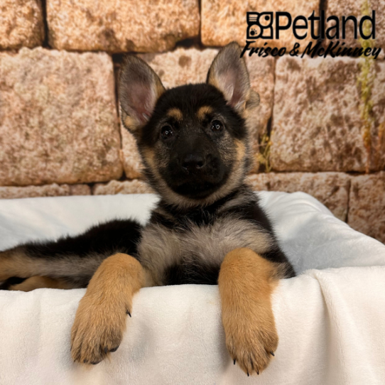 [#2673-01] Black / Tan F German Shepherd Dog Puppies for Sale