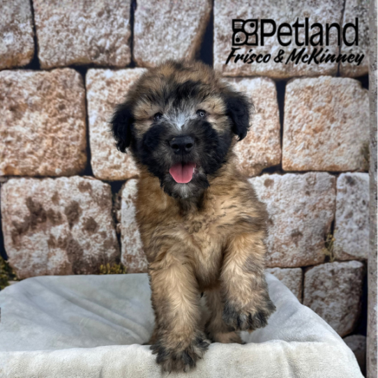 [#26118-01] Wheaten M Soft Coated Wheaten Terrier Puppies for Sale