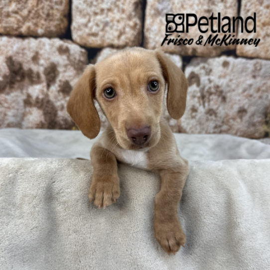 [#26741-01] Red M Dachshund Puppies for Sale