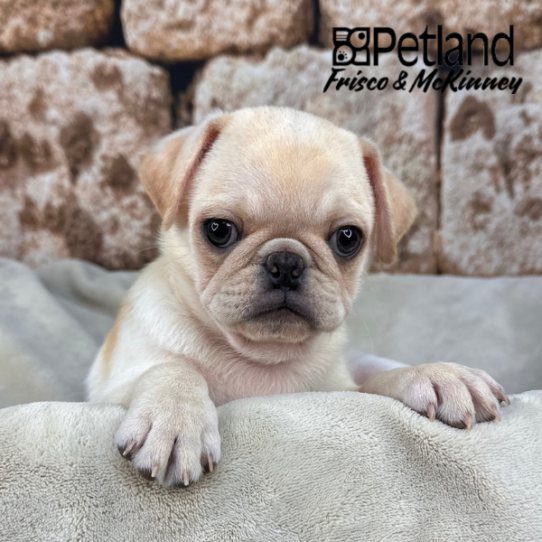 [#26719-02] Fawn M Pug Puppies for Sale