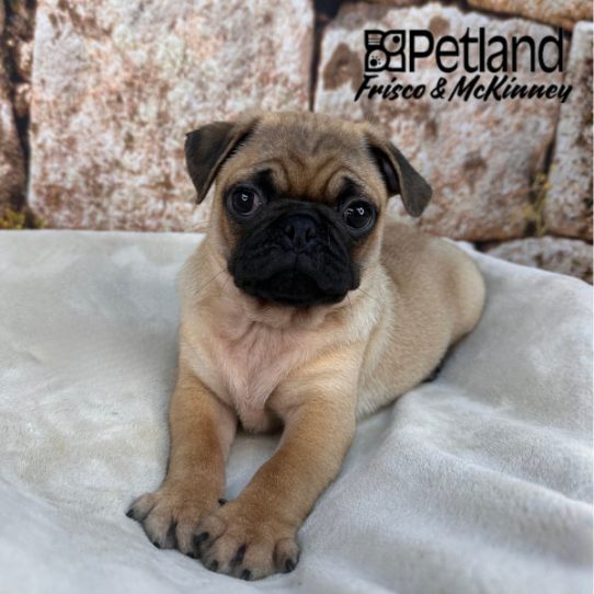 [#26720-02] Apricot M Pug Puppies for Sale