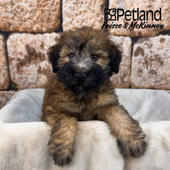 [#26118-06] Wheaten F Soft Coated Wheaten Terrier Puppies for Sale