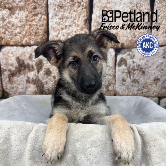 [#2695-05] Black / Tan F German Shepherd Dog Puppies for Sale