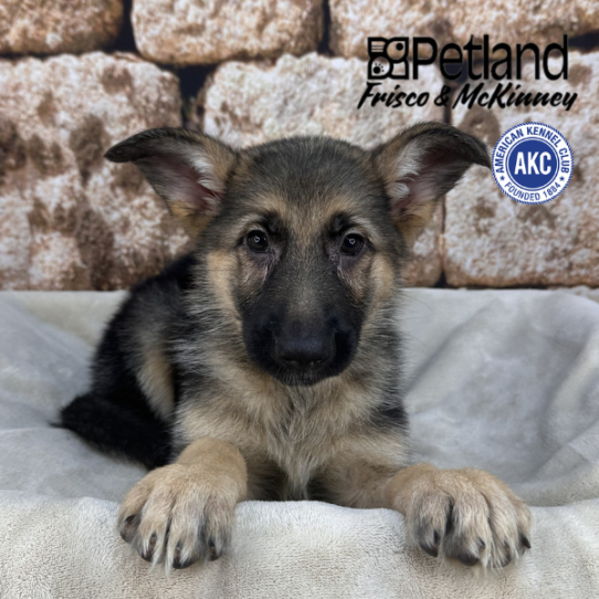 [#2695-04] Black / Tan F German Shepherd Dog Puppies for Sale