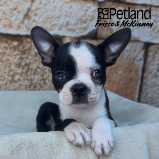 [#26117-02] Black M Boston Terrier Puppies for Sale