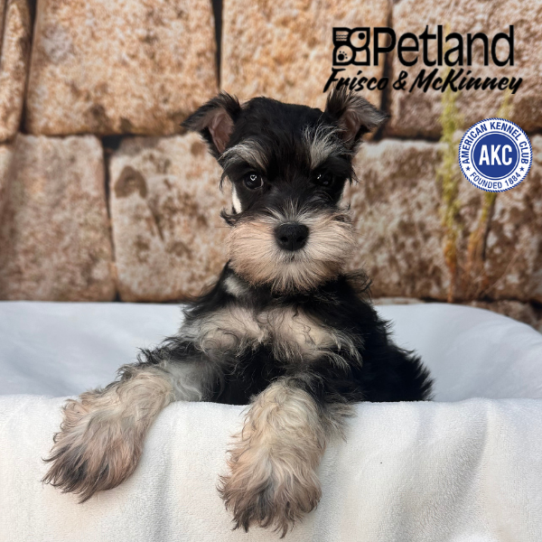[#N01116] Black and Silver M Miniature Schnauzer Puppies for Sale