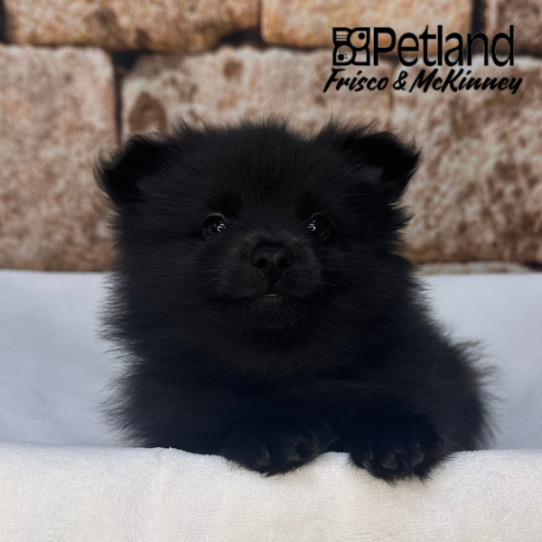 [#26121-01] Black M Pomeranian Puppies for Sale