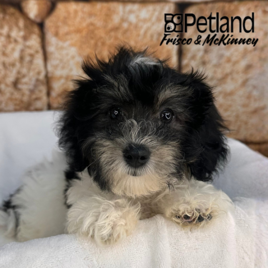 [#N00464] Black Brown and White F Miniature Bernedoodle F1B Puppies for Sale