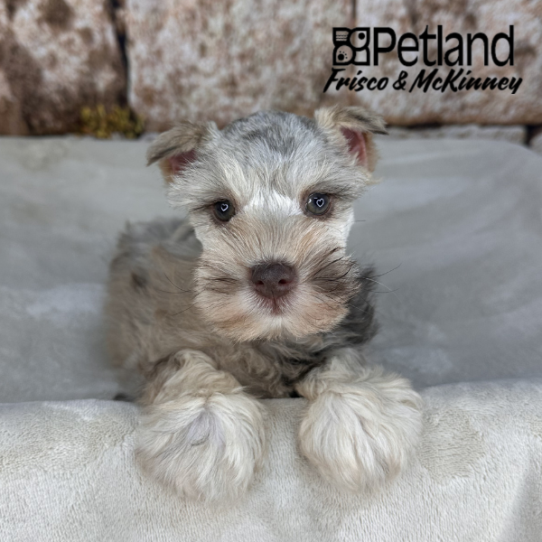 [#262-02] Merle M Miniature Schnauzer Puppies for Sale