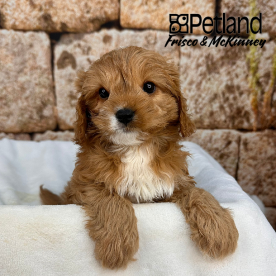 [#2636-03] Red F Cavapoo Puppies for Sale