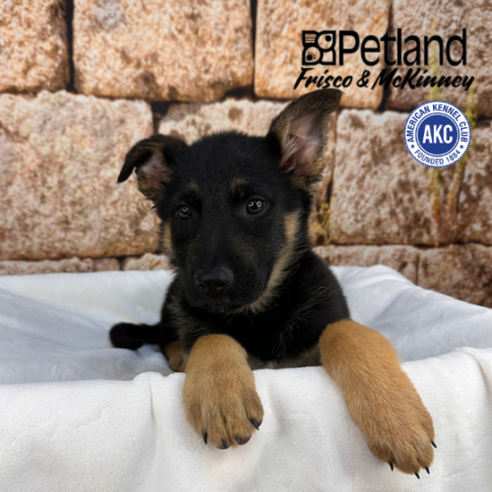 [#2648-02] M German Shepherd Dog Puppies for Sale