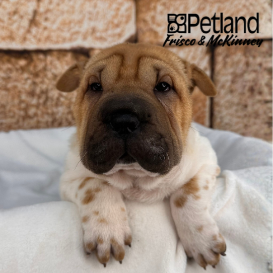 [#26748-04] White F Chinese Shar-Pei Puppies for Sale