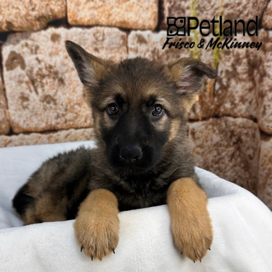 [#2673-04] Red Sable F German Shepherd Dog Puppies for Sale