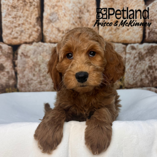 [#2613-01] Red M Irishdoodle Mini Puppies for Sale