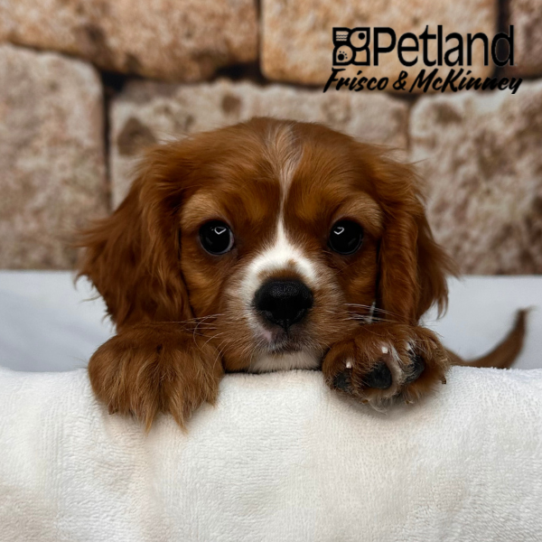[#26259-02] Ruby M Cavalier King Charles Spaniel Puppies for Sale