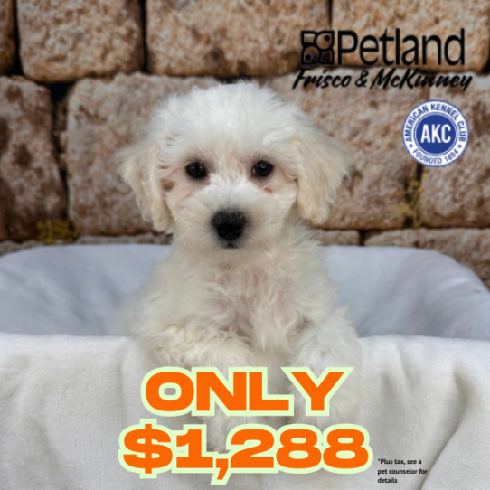 [#M17635] White F Bichon Frise Puppies for Sale
