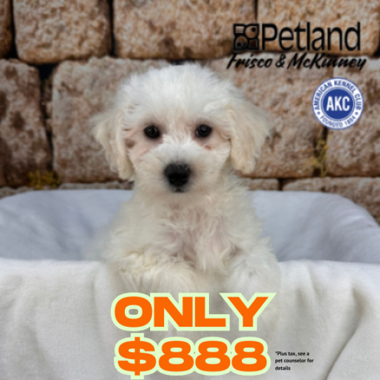 [#M17635] White F Bichon Frise Puppies for Sale