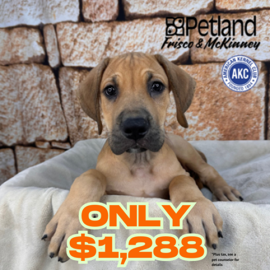 [#N01022] Fawn M Great Dane Puppies for Sale