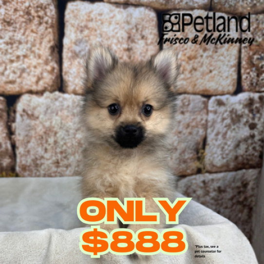 [#N00084] Sable F Pomeranian Puppies for Sale