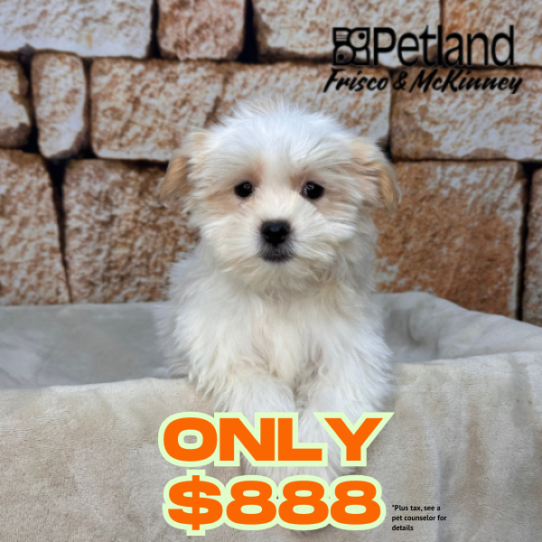 [#26102-02] White / Cream M Malshi Puppies for Sale