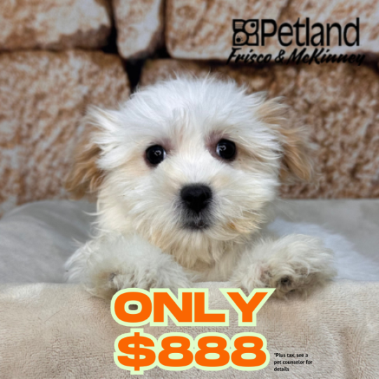 [#26102-01] White / Apricot M Malshi Puppies for Sale