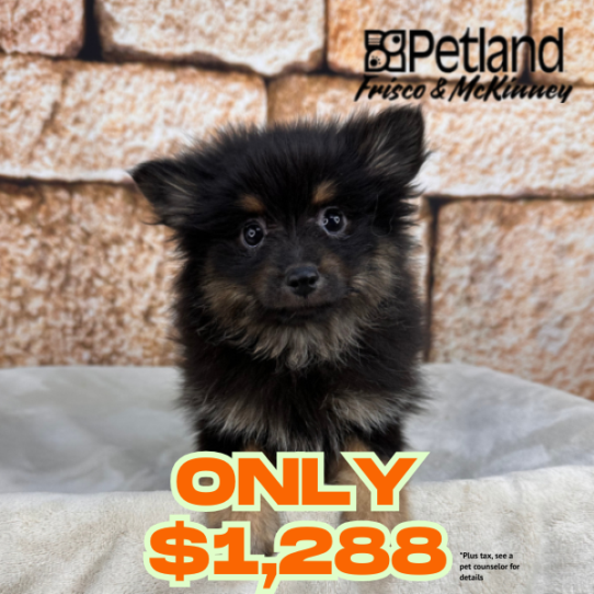 [#N00608] Black and Tan F Pomeranian Puppies for Sale