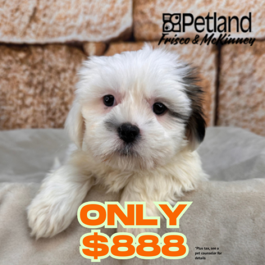 [#N00765] Grizzle M Lhasa Apso Puppies for Sale