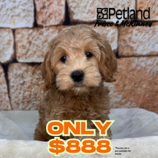 [#2647-03] Apricot F Cock A Poo 2nd Gen Puppies for Sale