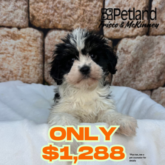 [#N02028] Black and White F Cav A Nese Puppies for Sale
