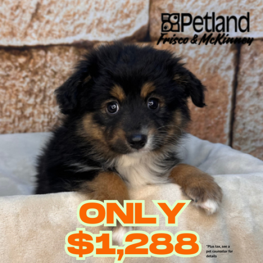 [#26116-04] Black / Tan F Australian Shepherd Puppies for Sale