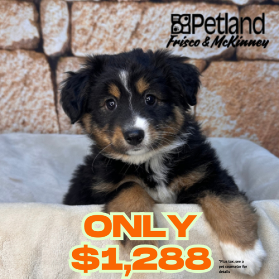 [#26116-03] Black / Tan F Australian Shepherd Puppies for Sale