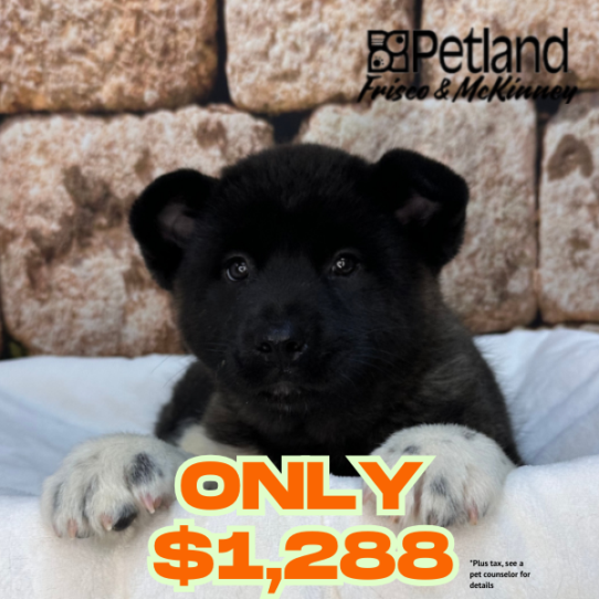 [#26127-04] Brindle F Akita Puppies for Sale