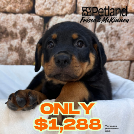 [#26132-01] Black / Mahogany M Rottweiler Puppies for Sale