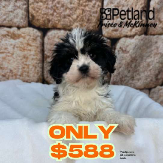 [#N02028] Black and White F Cav A Nese Puppies for Sale