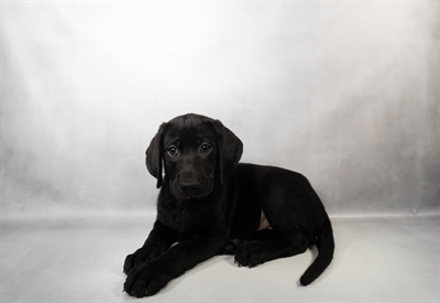 [#N00010] Black F Labrador Retriever Puppies for Sale