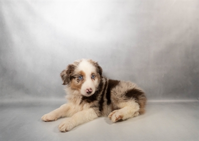 [#N00381] Red Merle M Miniature Australian Shepherd Puppies for Sale
