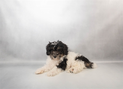 [#N00464] Black Brown and White F Miniature Bernedoodle F1B Puppies for Sale