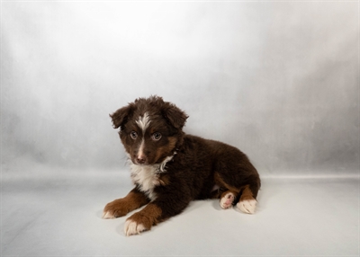 [#N00991] Red and Tan M Toy Australian Shepherd Puppies for Sale