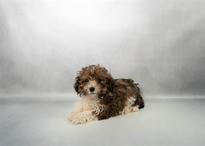 [#M17453] Fawn Sable M Havapoo Puppies for Sale