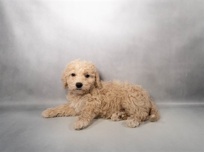 [#M17471] Cream F Bichon Poo Puppies for Sale